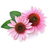 Echinacea with circle- webpage